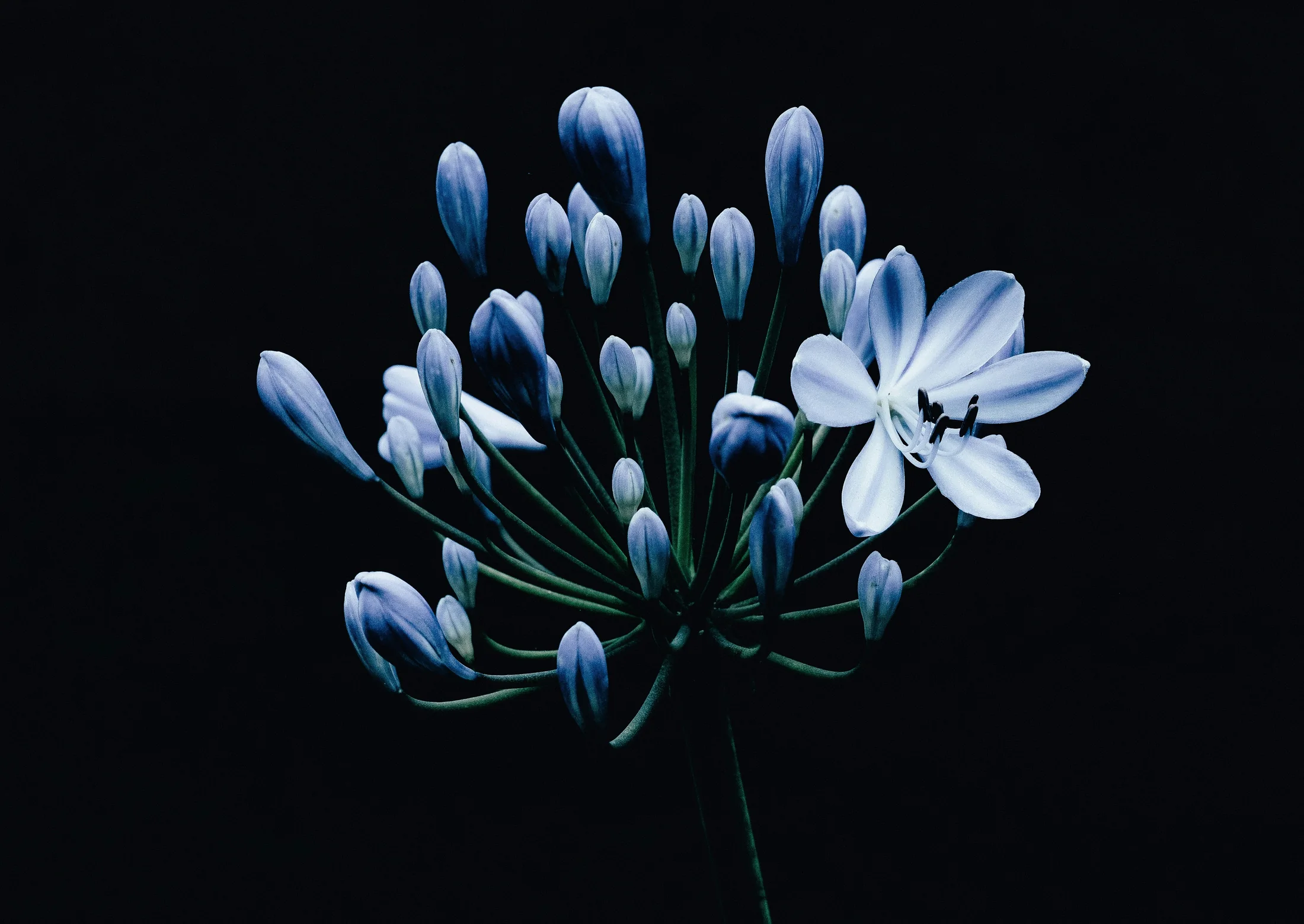 Flor de agapanto azul y blanca sobre fondo negro